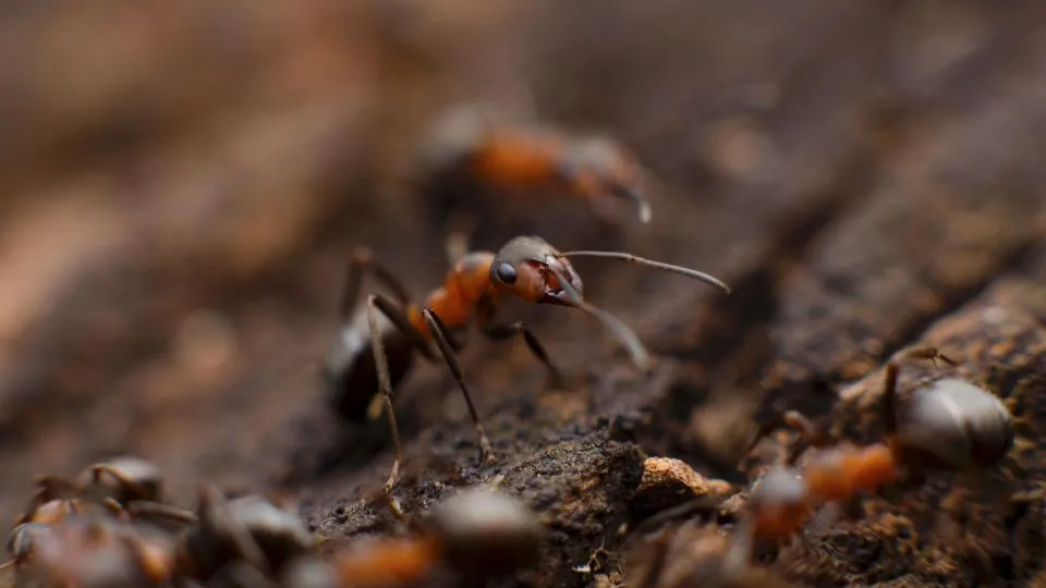 Close-up of ants crawling over damp wood, among the household pests in NJ homeowners see