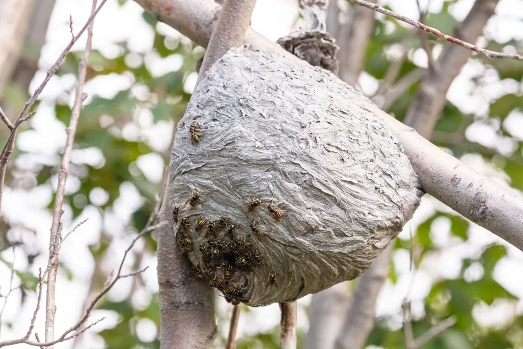Gray papery hornet nest hanging from a tree branch with insects on the surface