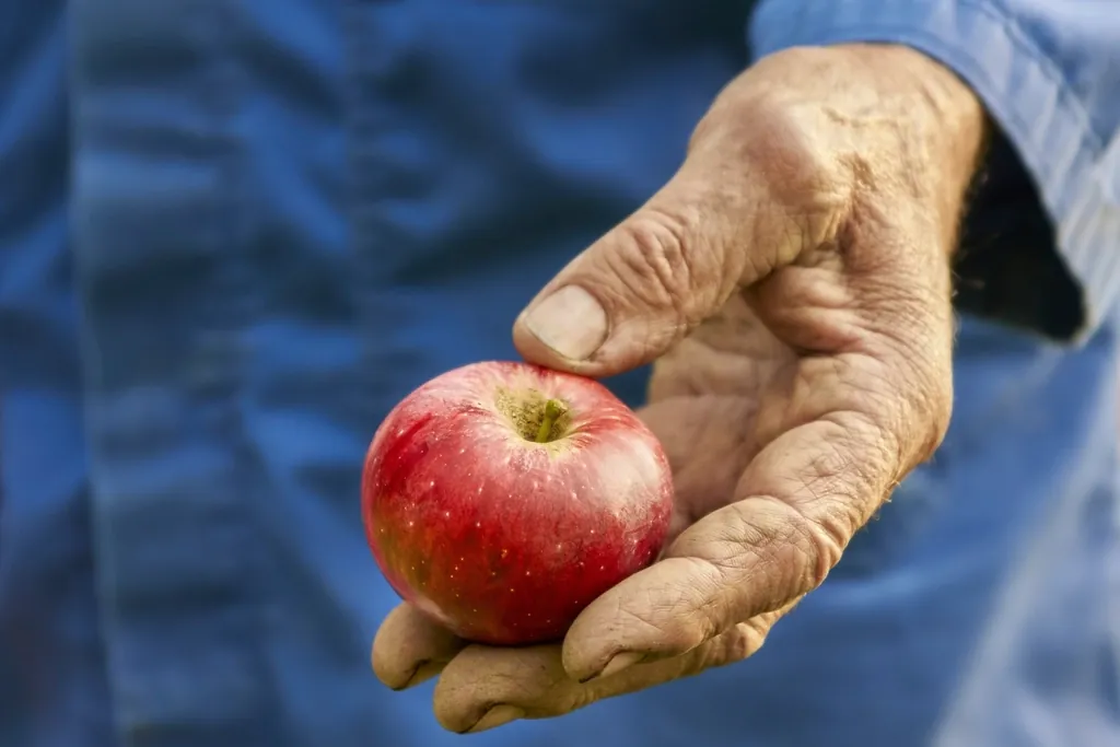 Weathered hand holding a fresh red apple